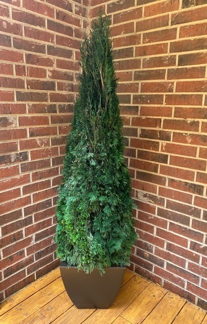 Preserved Emerald Green Arborvitae - 30" to 84" Tall - Click Image to Close
